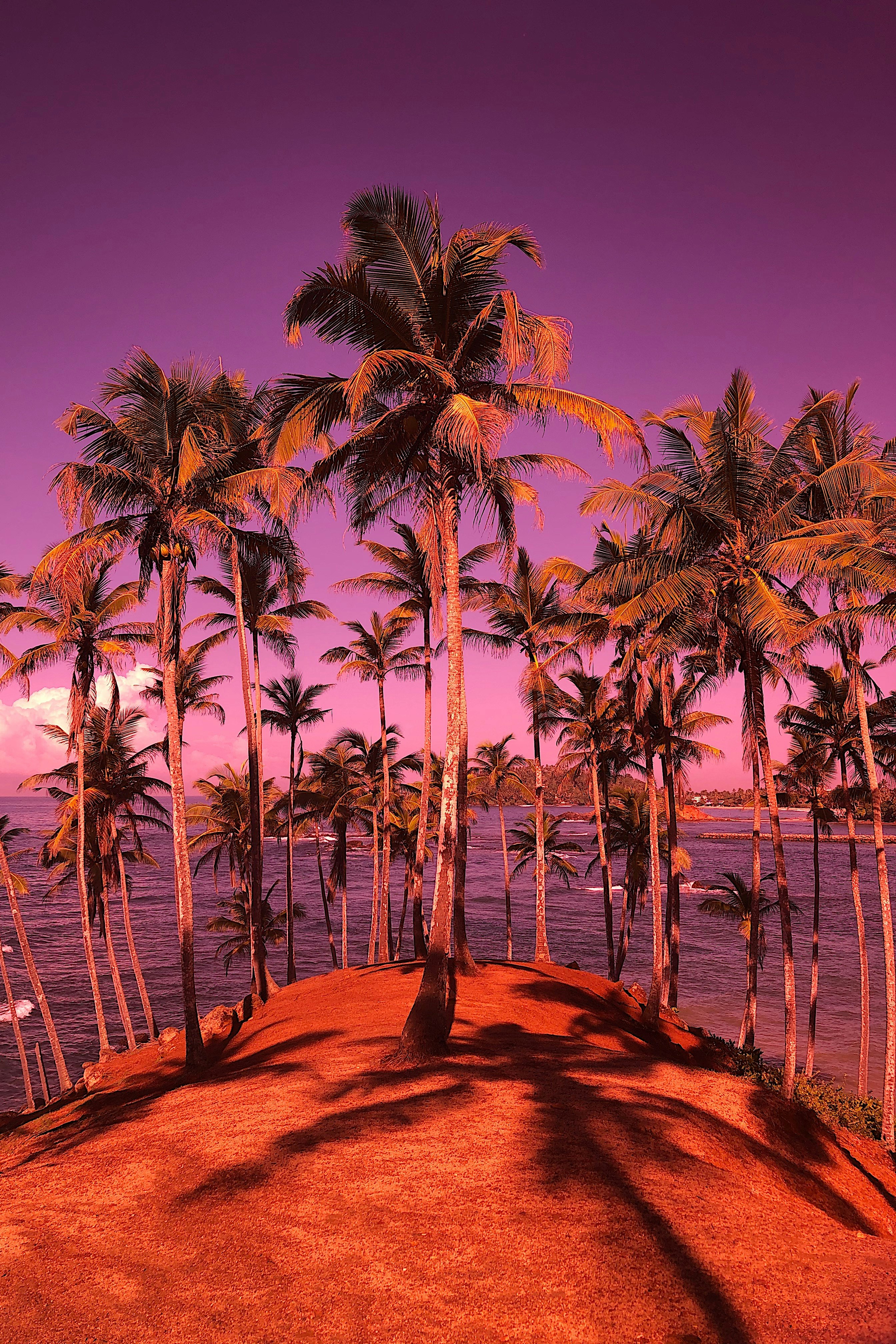 green-leafed coconut trees near body of water